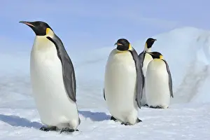 Pole: Emperor penguins (Aptenodytes forsteri), Group of