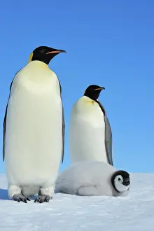 Pole: Emperor penguins, Aptenodytes forsteri, Group of