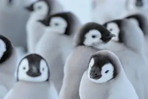 Pole: Emperor penguins, Aptenodytes forsteri, Group of