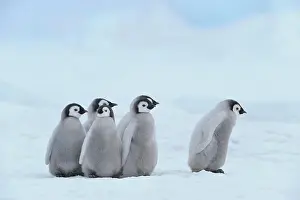 Pole: Emperor penguins, Aptenodytes forsteri, Group of