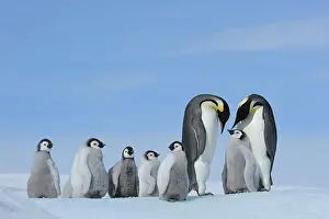 Weddell: Emperor penguins (Aptenodytes forsteri), Pair with