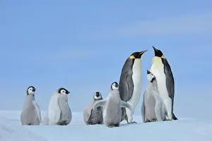 Weddell: Emperor penguins (Aptenodytes forsteri), Pair with