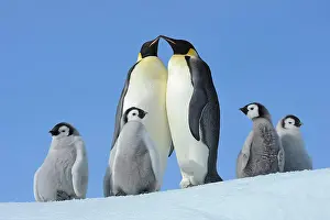 Weddell: Emperor penguins (Aptenodytes forsteri), Pair with