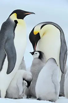Weddell: Emperor penguins (Aptenodytes forsteri), Pair with