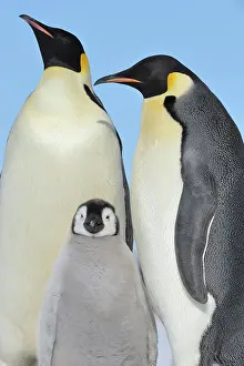 Weddell: Emperor penguins (Aptenodytes forsteri), Pair with