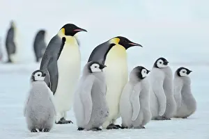 Pole: Emperor penguins, Aptenodytes forsteri, Pair with