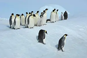 Weddell: Emperor penguins (Aptenodytes forsteri), Penguin