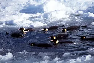 Peter Steyn: EMPEROR PENGUINS - bathing in an ice pool