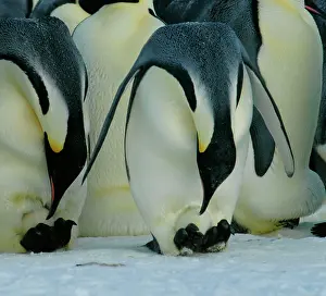 Check: Emperor Penguins - two birds bending down to check