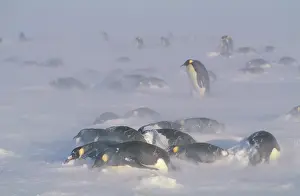 Blizzards: Emperor penguins - in blizzard