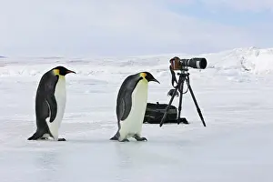 Tripod: Emperor Penguins - Next to camera tripod