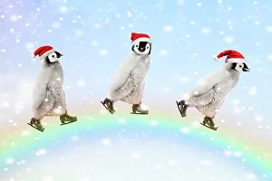 Rainbows: Emperor Penguins, three chicks ice skating over a rainbow