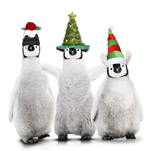 140319: Emperor Penguins at Christmas, wearing Christmas hats