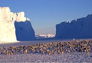 Sizes: EMPEROR PENGUINS - colony, with ice cliffs