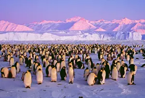 Creche: EMPEROR PENGUINS - colony on ice, pink light