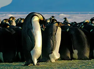 Stayed: Emperor Penguins - fat female that has been feeding
