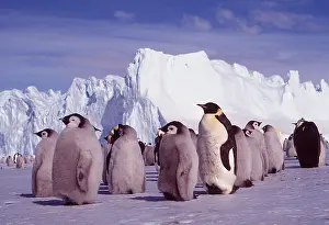 Peter Steyn: EMPEROR PENGUINS - group with chicks