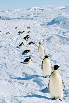 Returning: EMPEROR PENGUINS - group returning from rookery