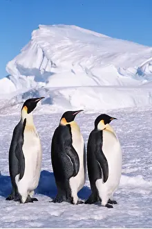 Rows: EMPEROR PENGUINS - three in line