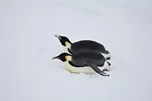 Tobogganing: Emperor Penguins tobogganing