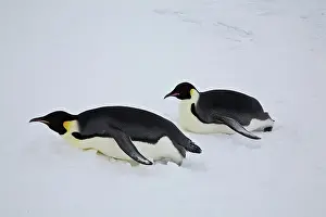 Tobogganing: Emperor Penguins tobogganing