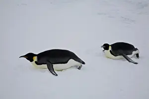 Tobogganing: Emperor Penguins tobogganing