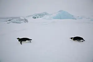 Tobogganing: Emperor Penguins tobogganing