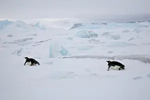Tobogganing: Emperor Penguins tobogganing