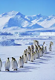 Marching: Emperor Penguins - walk in line