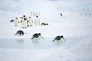 Tobogganing: Emperor Penguins - Walking on snow and tobogganing