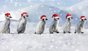 Emperor Penguins wearing Christmas hats walking through snow
