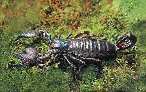 Scorpions: Emperor Scorpion