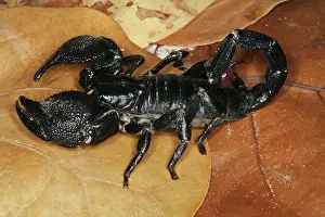 Imperator: Emperor Scorpion