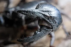 Imperator: Emperor scorpion (Pandinus imperator) captive