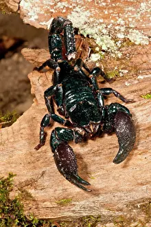 Imperator: Emperor Scorpion, Pandinus imperator, Native