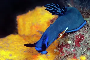 Crawling: Emperor Shrimp