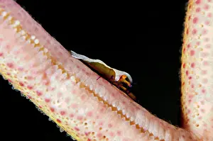 Imperator: Emperor Shrimp
