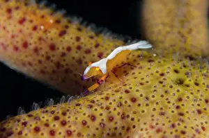Imperator: Emperor Shrimp