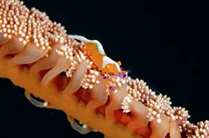 Emperor: Emperor Shrimp