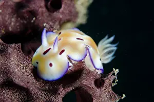 Line: Emperor Shrimp