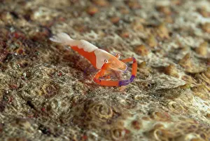 Imperator: Emperor Shrimp on Amberfish Sea Cucumber (Thelenota