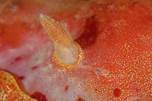 Imperator: Emperor Shrimp by rhinophore of Spanish Dancer (Hexabranchus