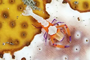 Shellfishes: Emperor Shrimp - on a Sea Cucumber