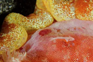 Imperator: Emperor Shrimp on Spanish Dancer (Hexabranchus sanguineus)