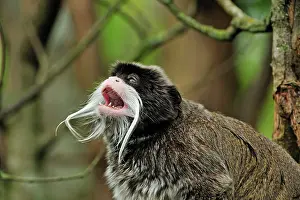 Saguinus: Emperor Tamarin - calling