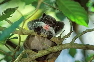 Tamarins: Emperor Tamarin / Emperor Marmoset
