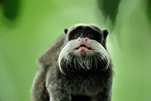 Imperator: Emperor Tamarin Manu National Park, Peru Saguinus imperator