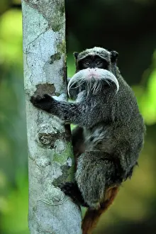 Imperator: Emperor Tamarin Manu National Park, Peru Saguinus imperator