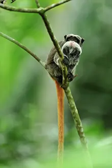 Imperator: Emperor Tamarin Manu National Park, Peru Saguinus imperator
