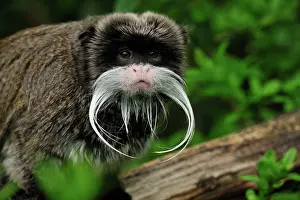 Saguinus: Emperor Tamarin - portrait